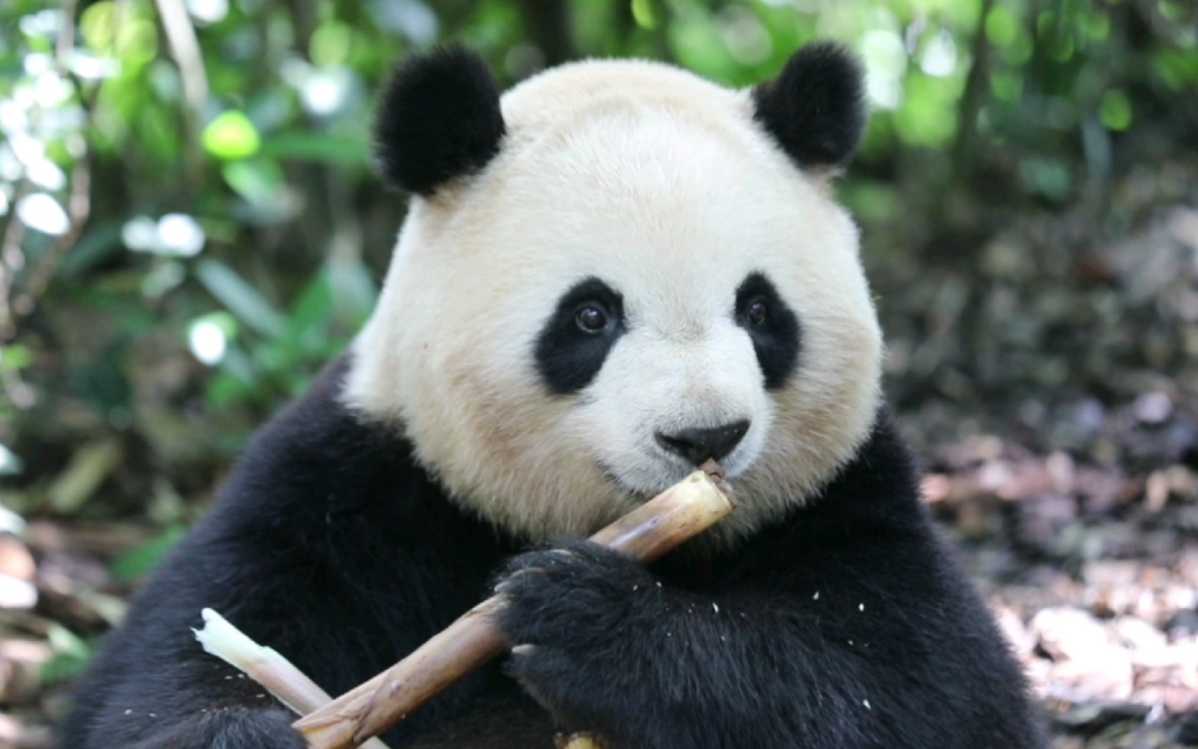 可爱肉吃着笋笋不忘翻个白眼【大熊猫梅兰】22夏