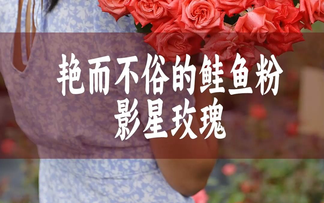 【惠惠的花园】艳而不俗,媚而不妖的鲑鱼粉色切花月季“影星” 美艳又热烈,标准的玫瑰花型,抗性好 分支强 长势快,适合家庭养护哔哩哔哩bilibili