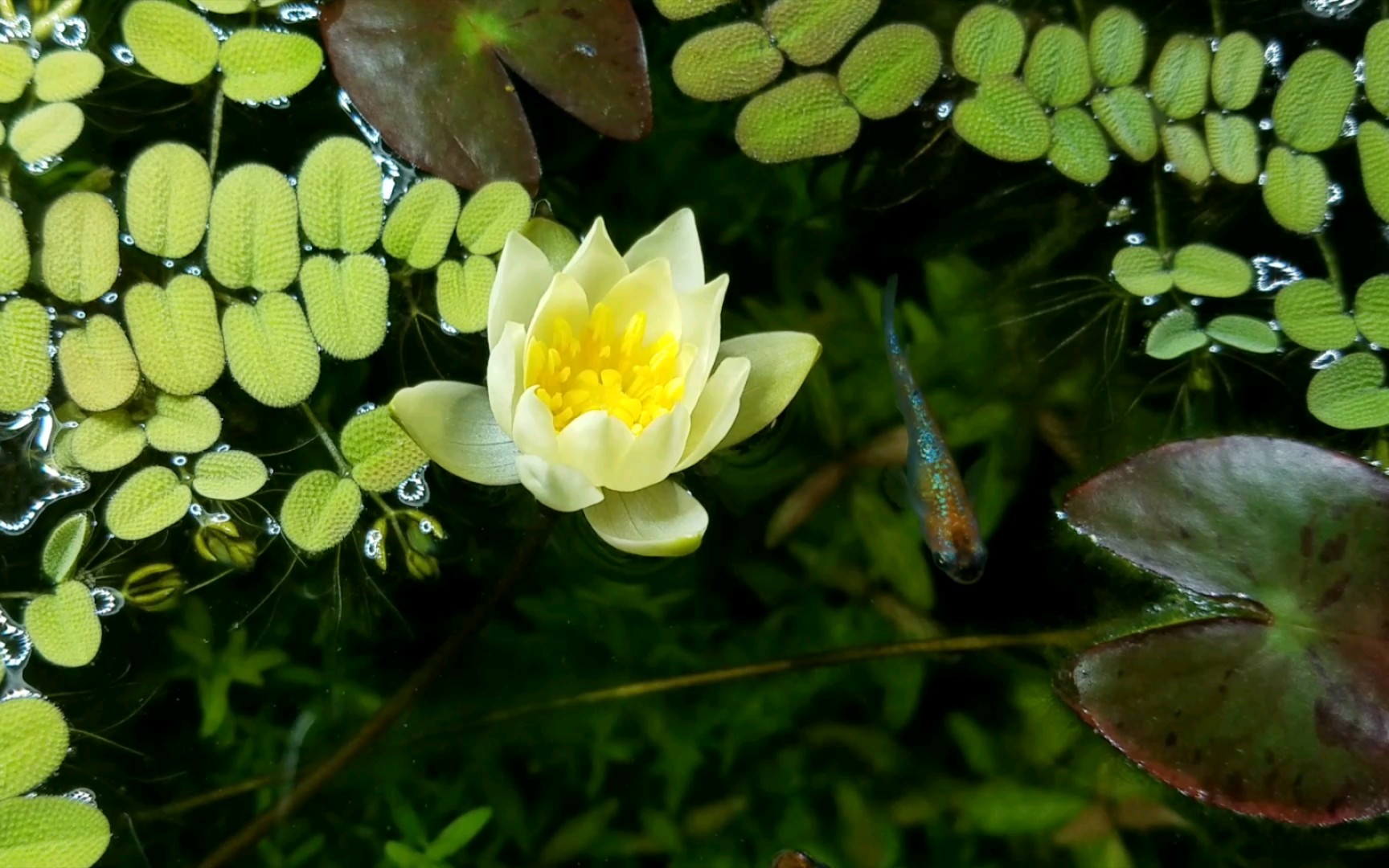 海尔芙拉睡莲丨梦里花