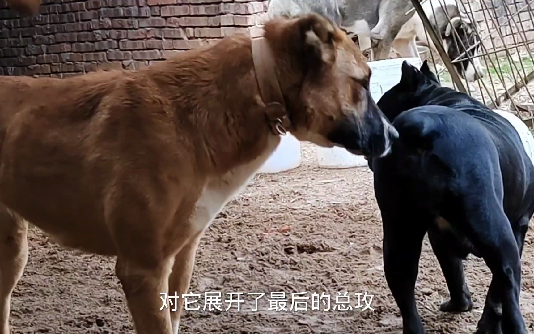 中亚相亲高狼犬,卡斯罗犬出来抢亲哔哩哔哩bilibili