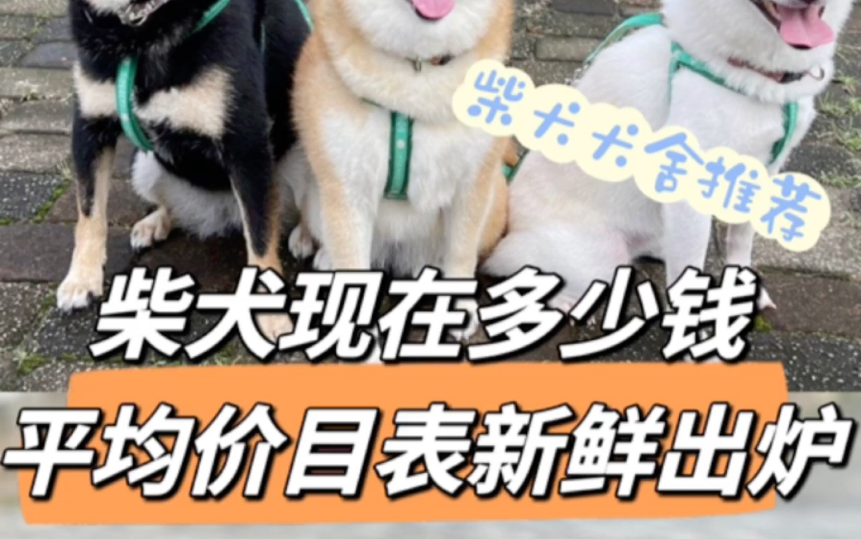 [图]柴犬现在多少钱？用近三个月150位粉丝买柴平均值告诉你！