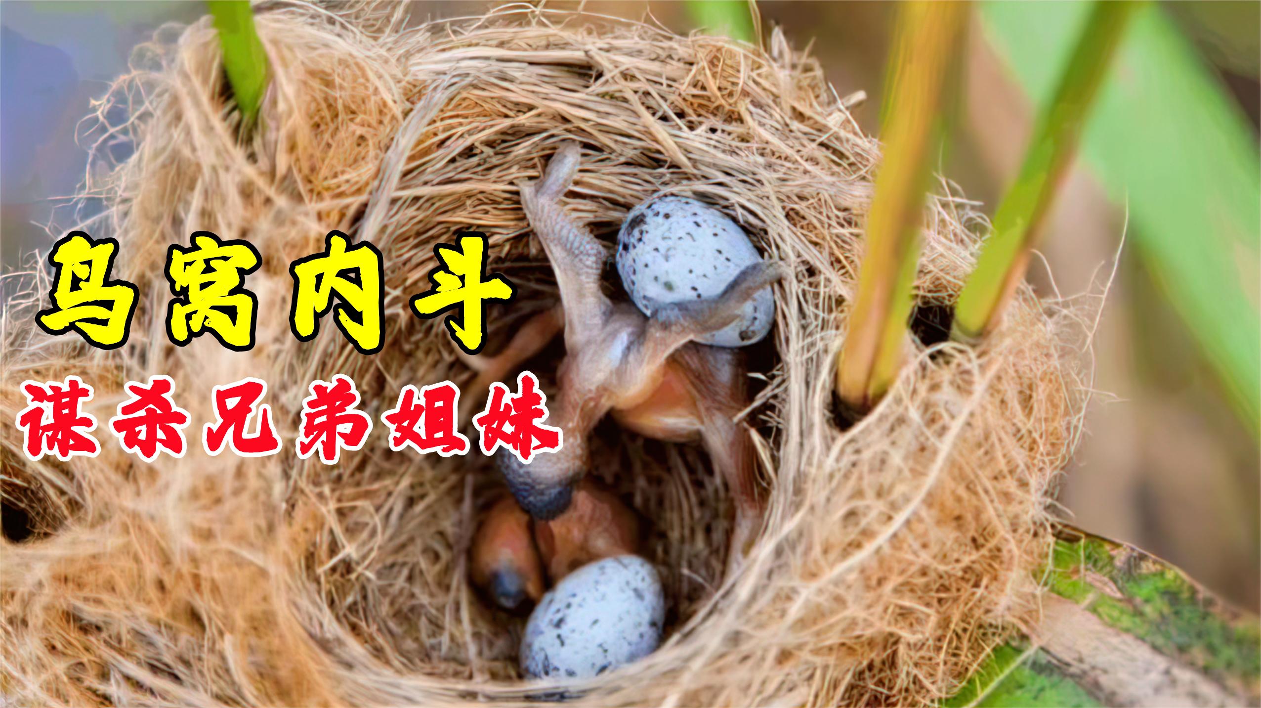 杜鹃鸟不筑巢养孩子,把蛋藏在其他鸟窝,幼鸟刚出生就谋害同伴