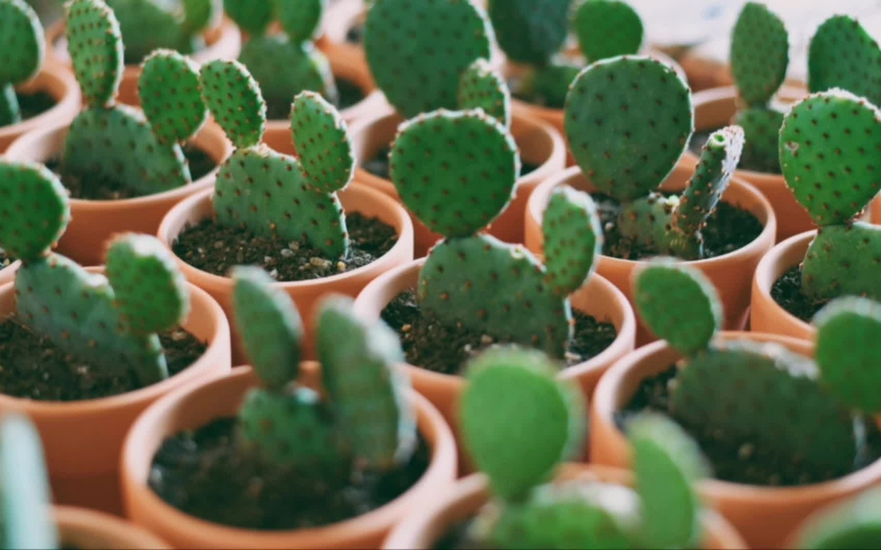 米奇仙人掌一款超萌超可爱的懒人植物