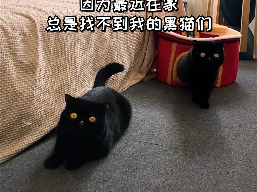 [图]给我家黑猫安排了夜光物体，没想到是个鬼故事...