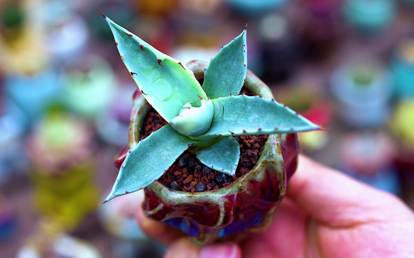 agave parrasana 赖光龙舌兰 褐