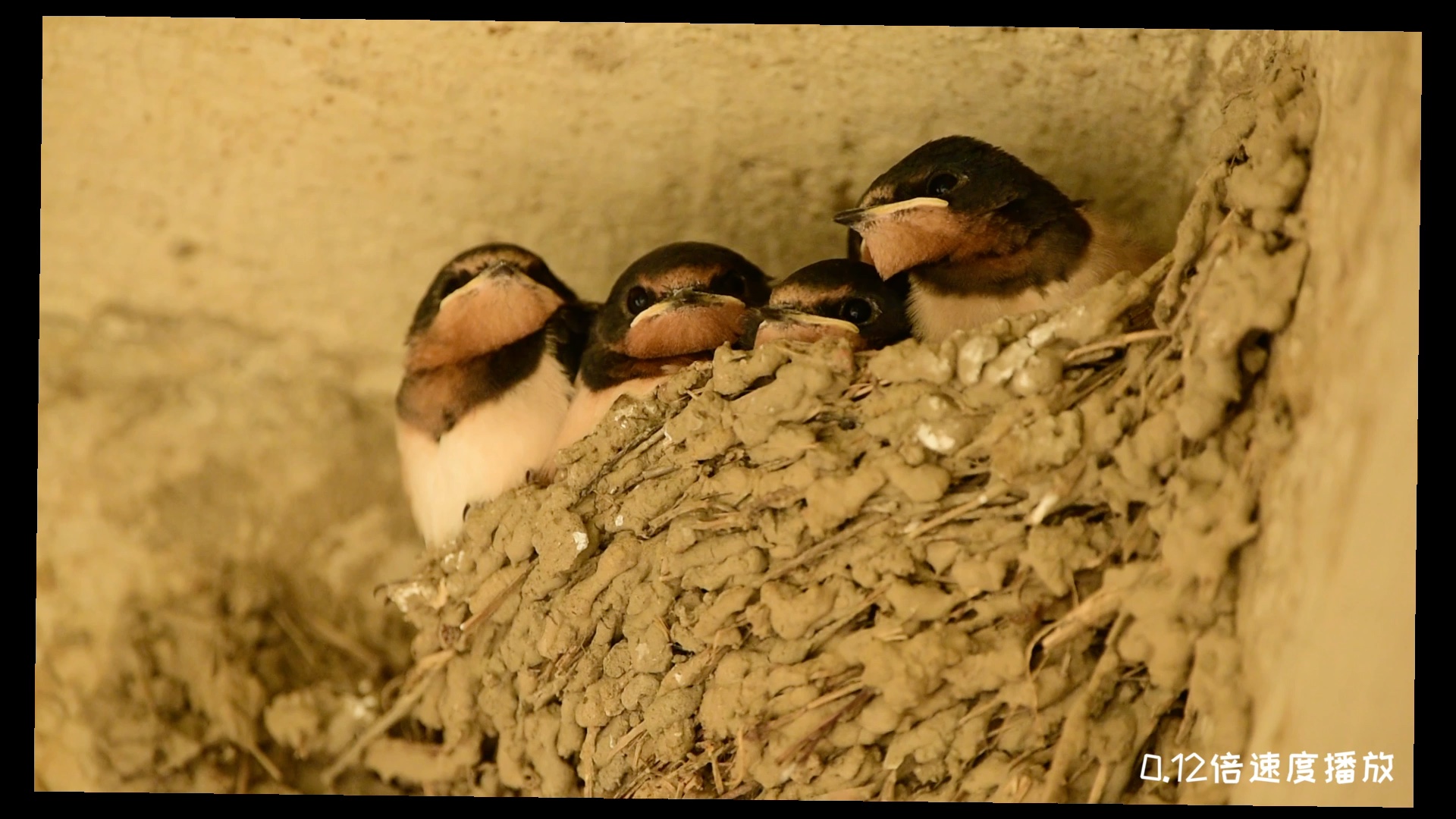 家燕育雏,齐刘海的小燕子宝宝