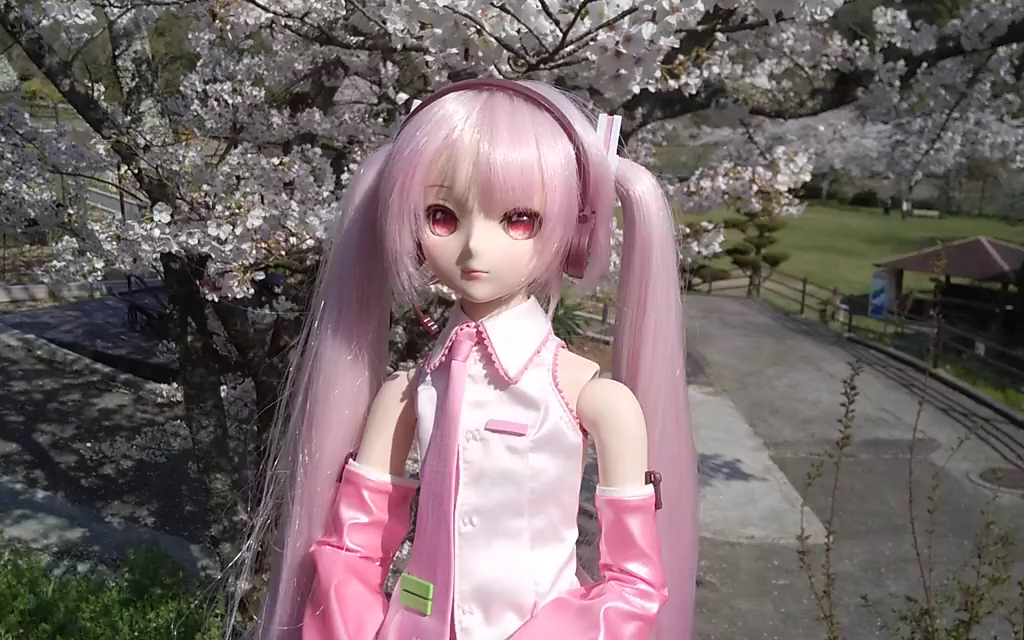 初音未来dd樱花未来和花见