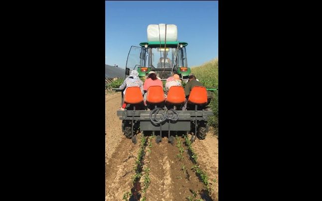 甜叶菊移栽机 种植蛋白菊移栽机 牡丹菊花种植机 甜叶菊起垄施肥浇水