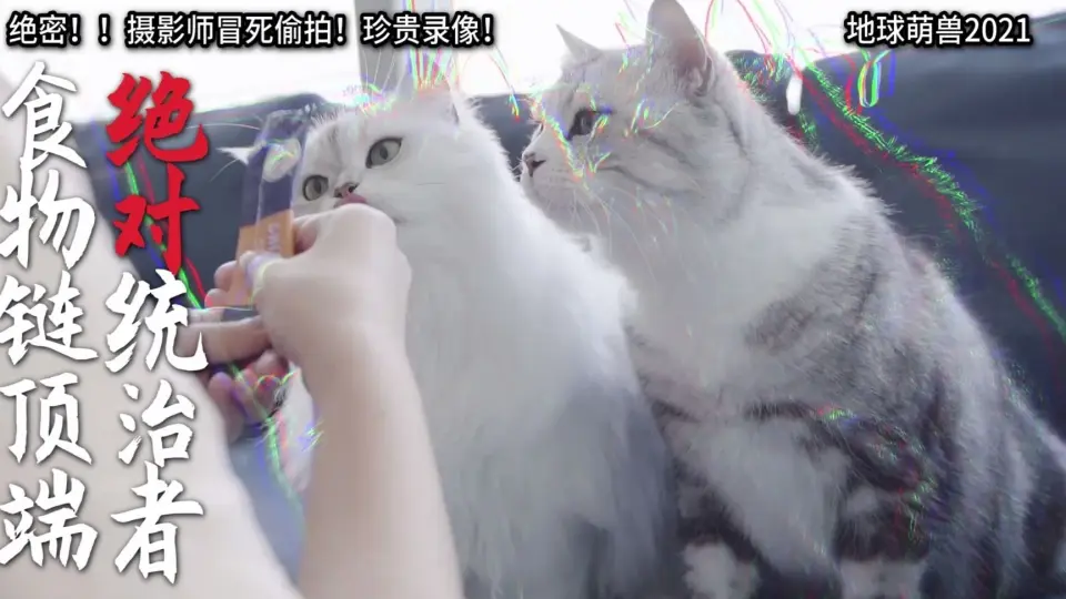 用日本中二解说的方式打开猫片，有内味儿了_哔哩哔哩_bilibili