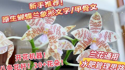 来种草了 值得拥有的3颗珍奇 原生蝴蝶兰 勤花 有香味 有续花性 长势快 坐标多伦多21 02 18 1 哔哩哔哩 Bilibili