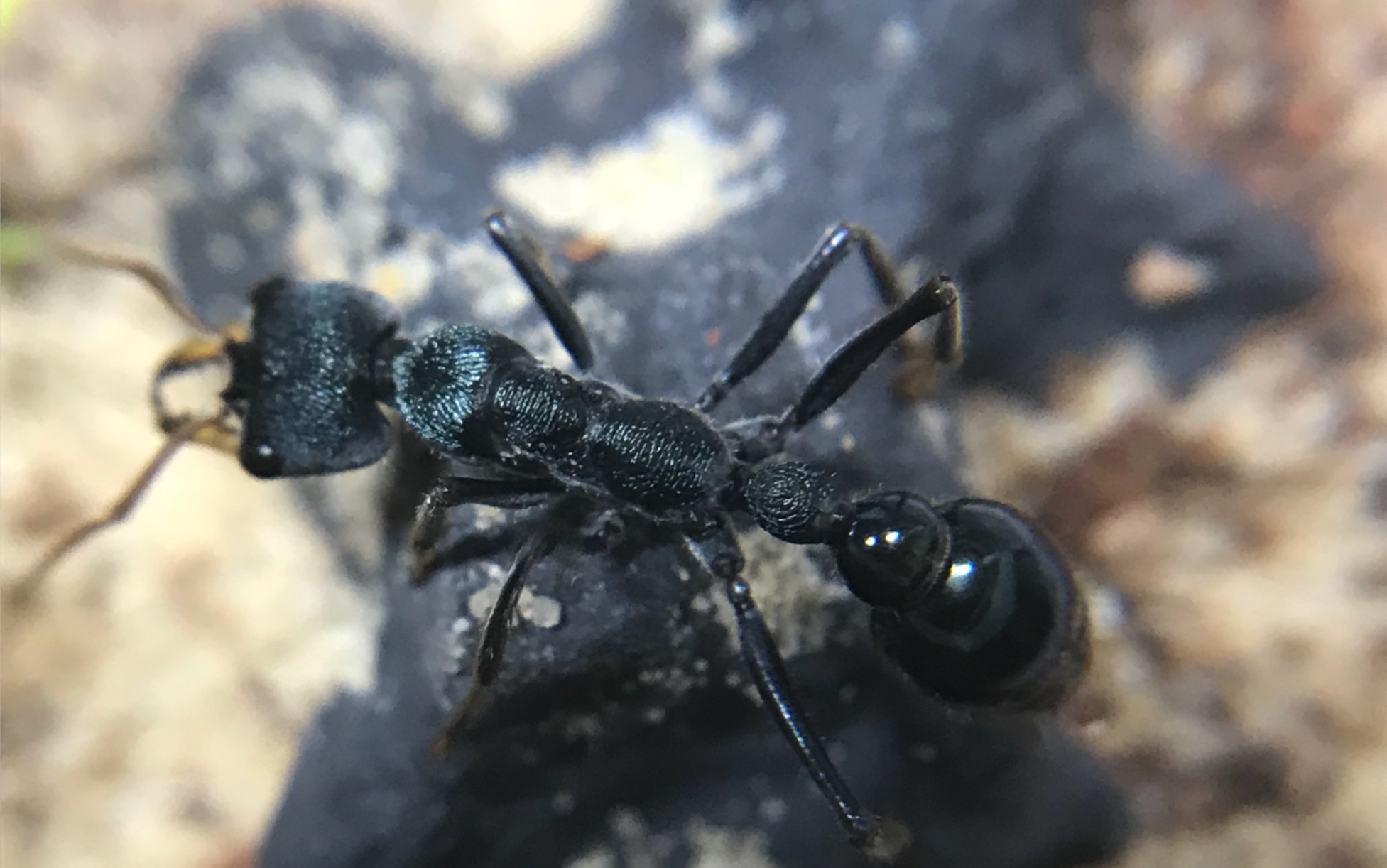 钴蓝牛蚁新后 摄食幼虫(看简介)_哔哩哔哩_bilibili