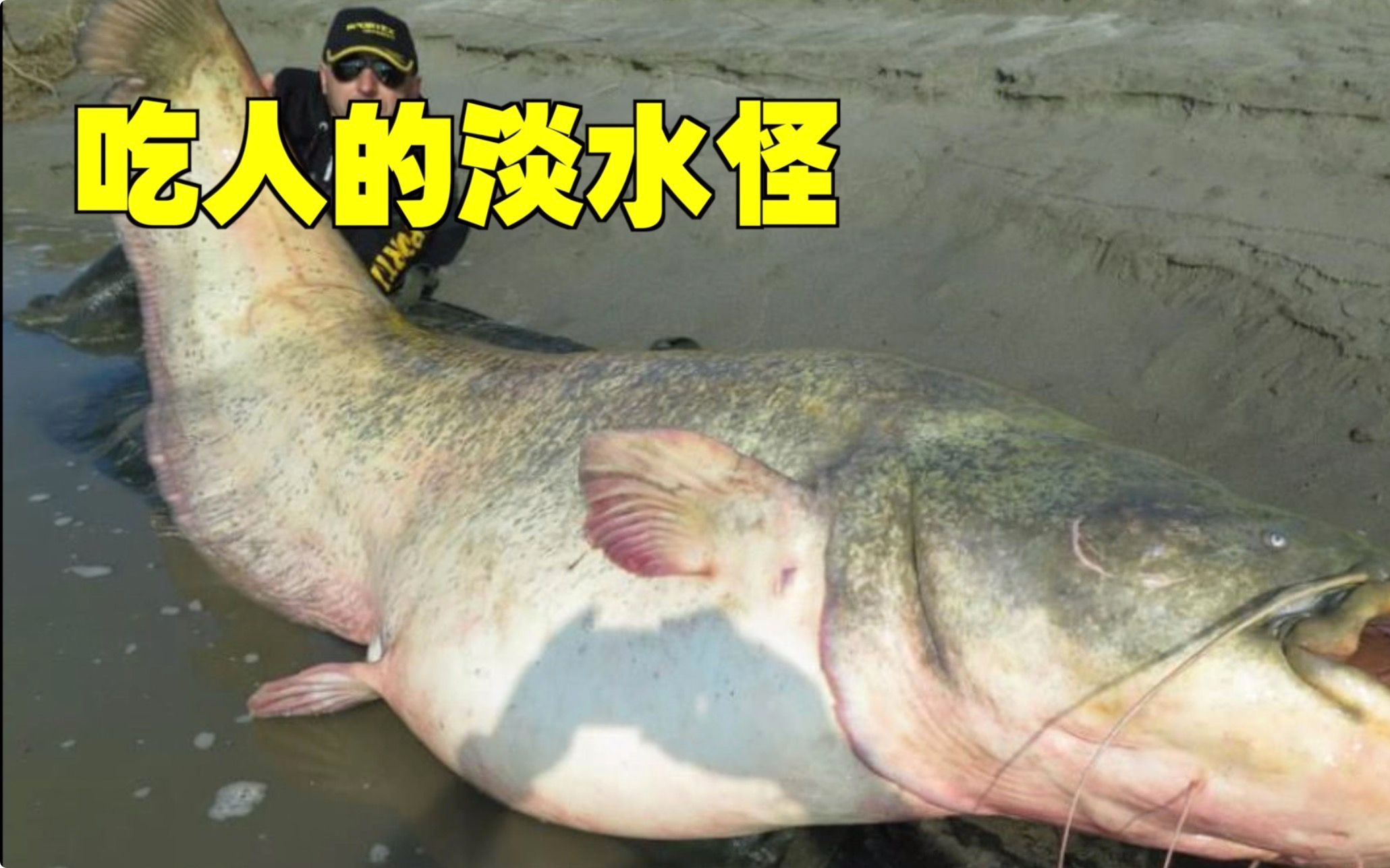 吃人的巨型淡水鱼可怕的欧鲇竟然用面粉就能钓上来