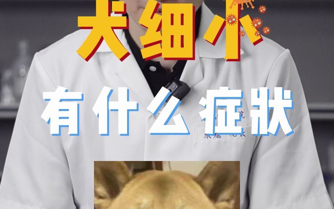 犬细小有什么症状哔哩哔哩bilibili