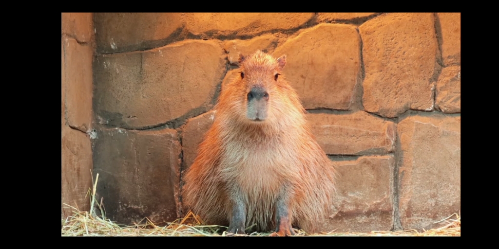 卡皮巴拉——水豚发呆是在思考豚生吗?