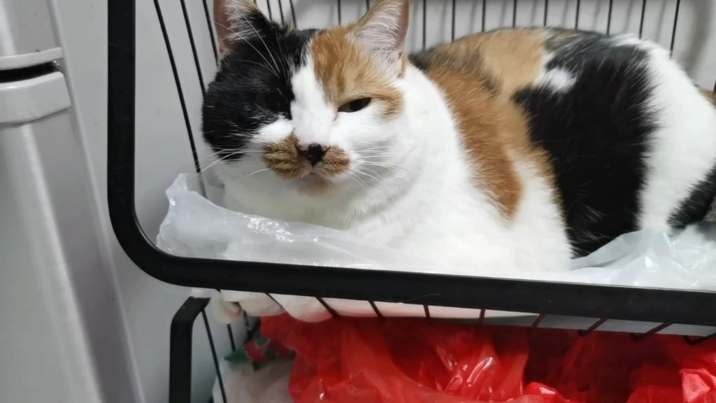 再发一颗大咪头