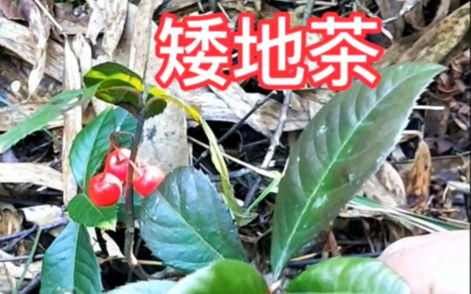 矮地茶,为什么称它为矮脚茶?哔哩哔哩bilibili