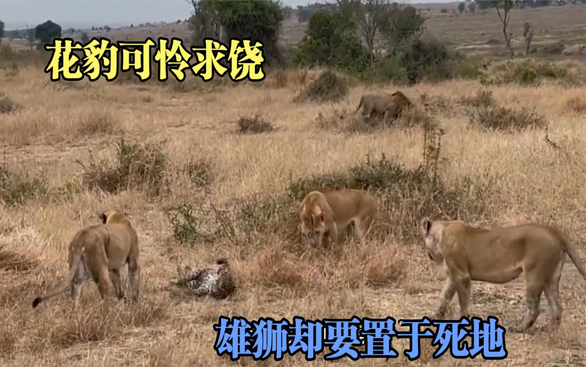 花豹可怜求饶,母狮网开一面,但雄狮却要置于死地!