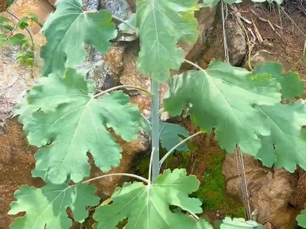 植物科普哔哩哔哩bilibili