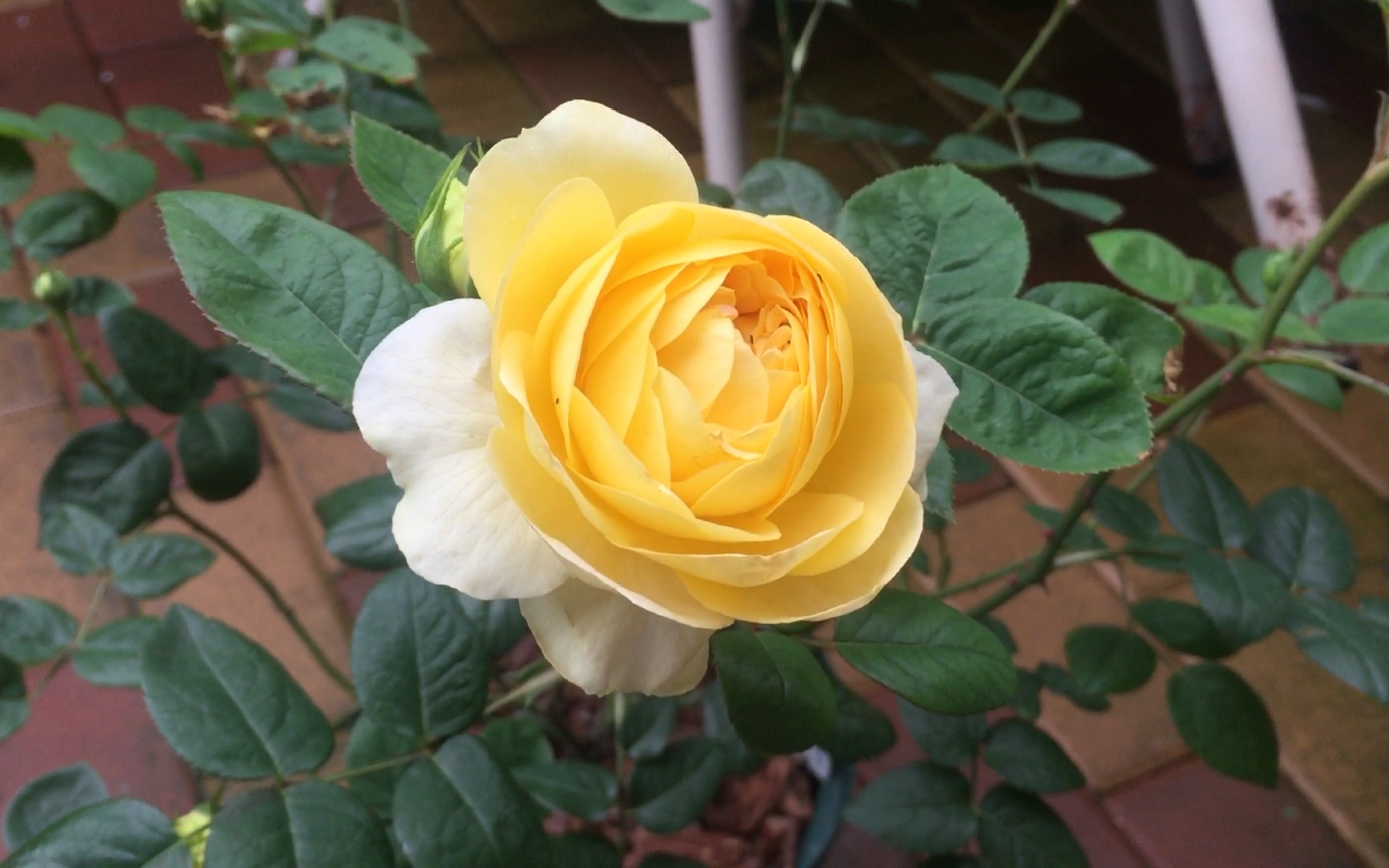 花园更新—月季安布里奇