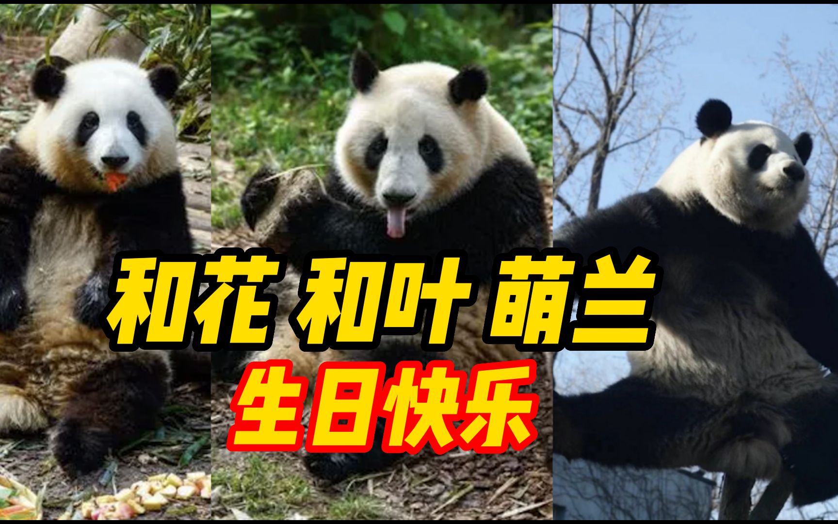 熊猫萌兰,和花,和叶同天过生日,祝"三熊"永远健康快乐地吃笋笋!