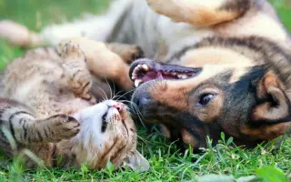 犬かキャットかで死ぬまで喧嘩しよう 搜索结果 哔哩哔哩 Bilibili