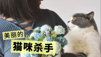 干货 养猫以后哪些植物花草可以养 最全无毒植物图鉴 哔哩哔哩 Bilibili