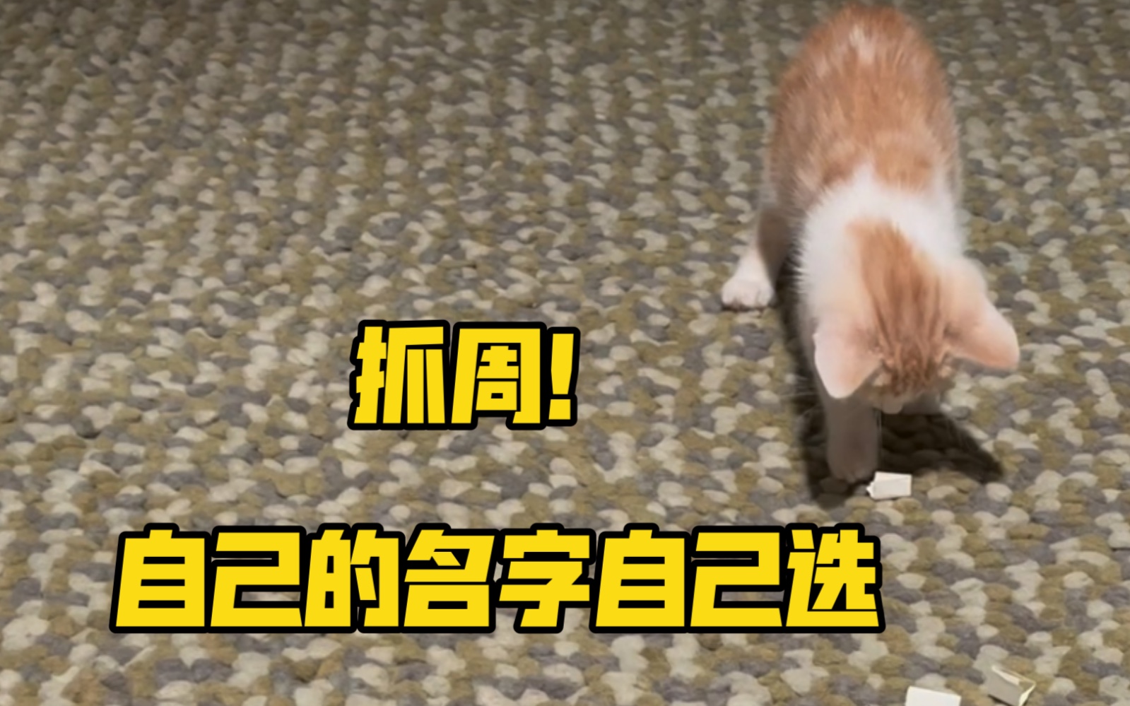 起名大全,猫咪应该如何起名字哔哩哔哩bilibili