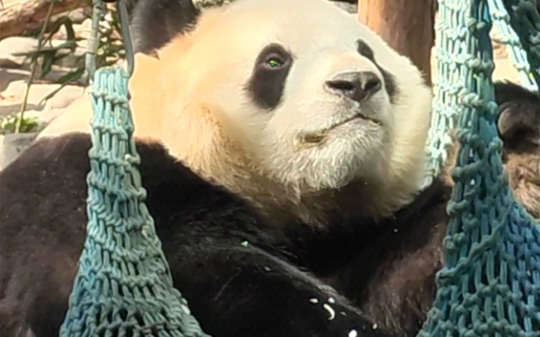 大熊猫福星胖大海的无辜式吃播整个熊胖了一大圈另外窝头实在粘牙