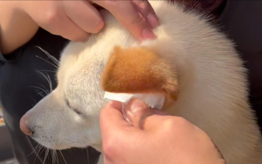 掏掏耳朵,晒晒太阳,狗生如此安逸