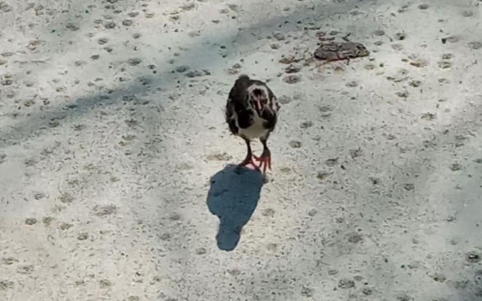 [图]拦 路 土 鸡