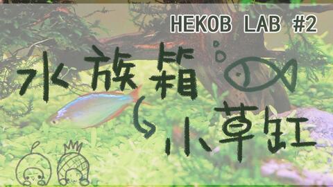 Hekob 水草造景 新手小白养草缸 适宜发呆放空保护视力 哔哩哔哩 つロ干杯 Bilibili