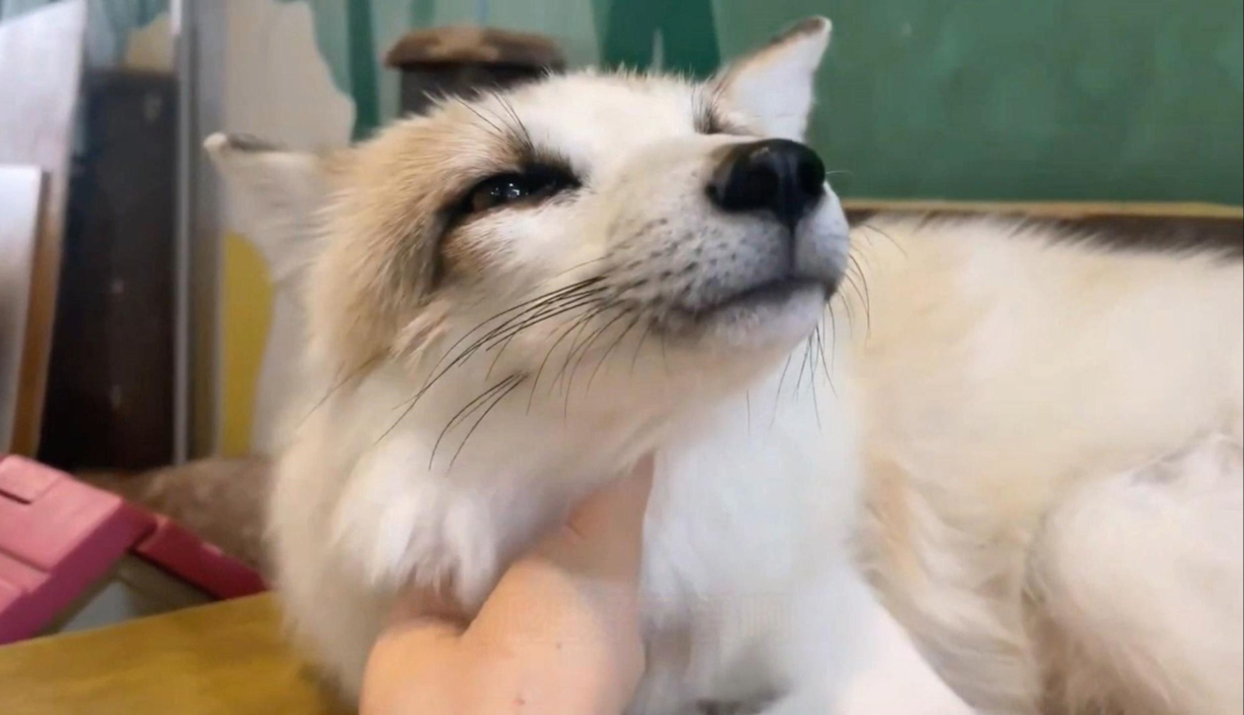 小狐狸惬意的享受主人的抚摸