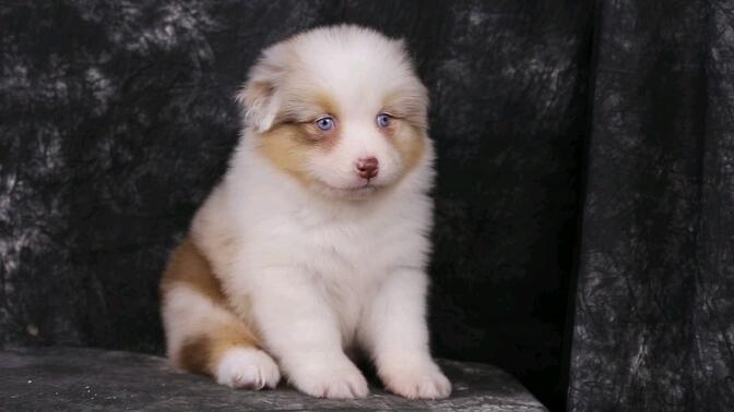 澳牧宝宝 红陨石色.女孩