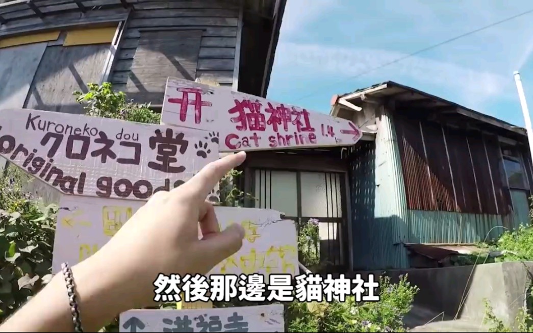 台湾狸猫日本猫岛居民居然把猫当神供奉修了神社