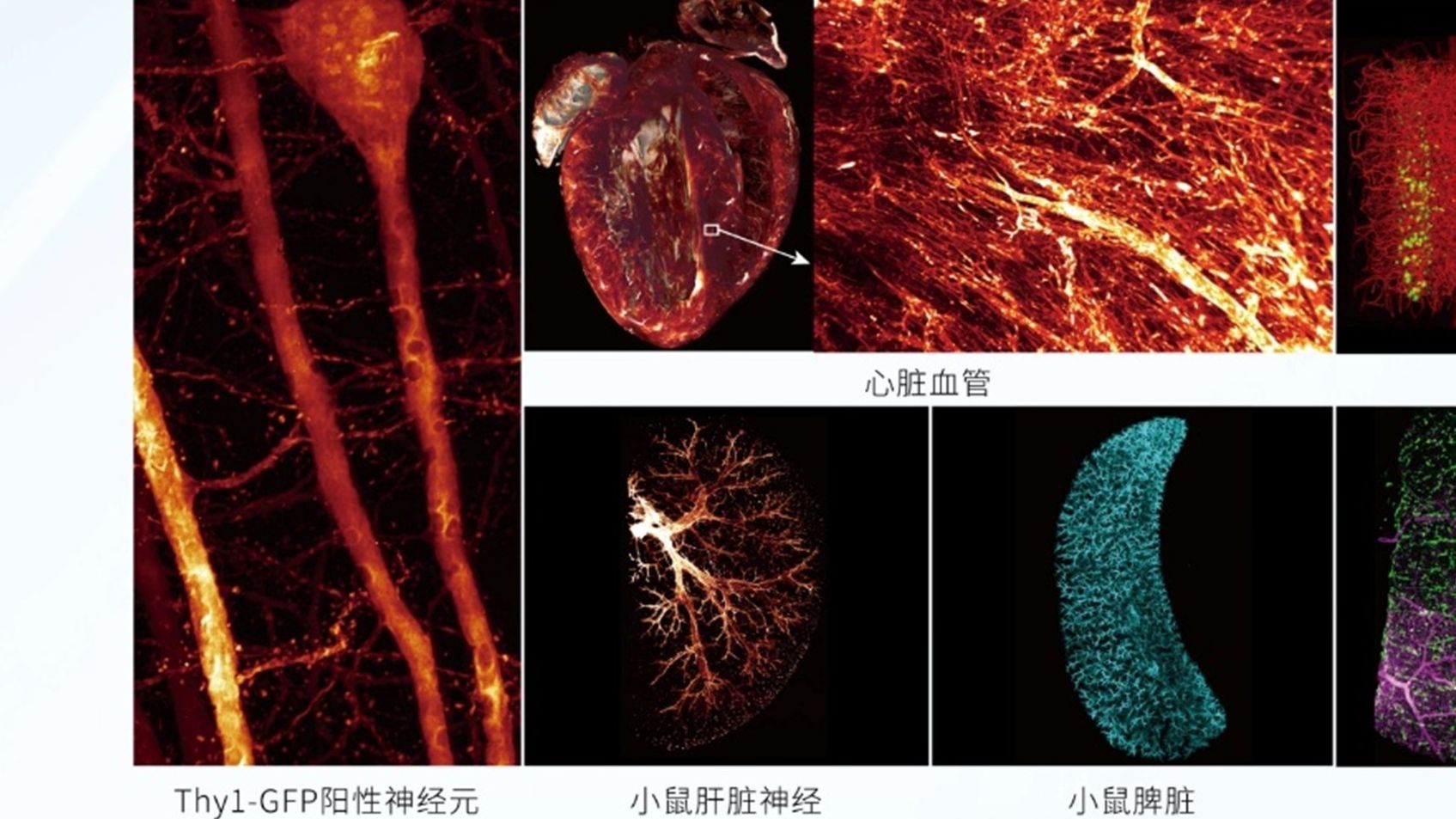 组织透明化技术原理,小白入门篇哔哩哔哩bilibili