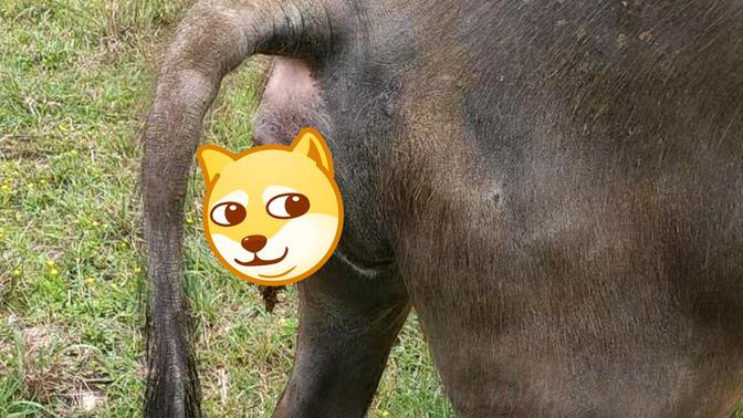 牛牛拉臭臭,便秘必看,解压治愈