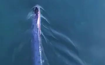 【自然】皇带鱼 Oarfish哔哩哔哩bilibili