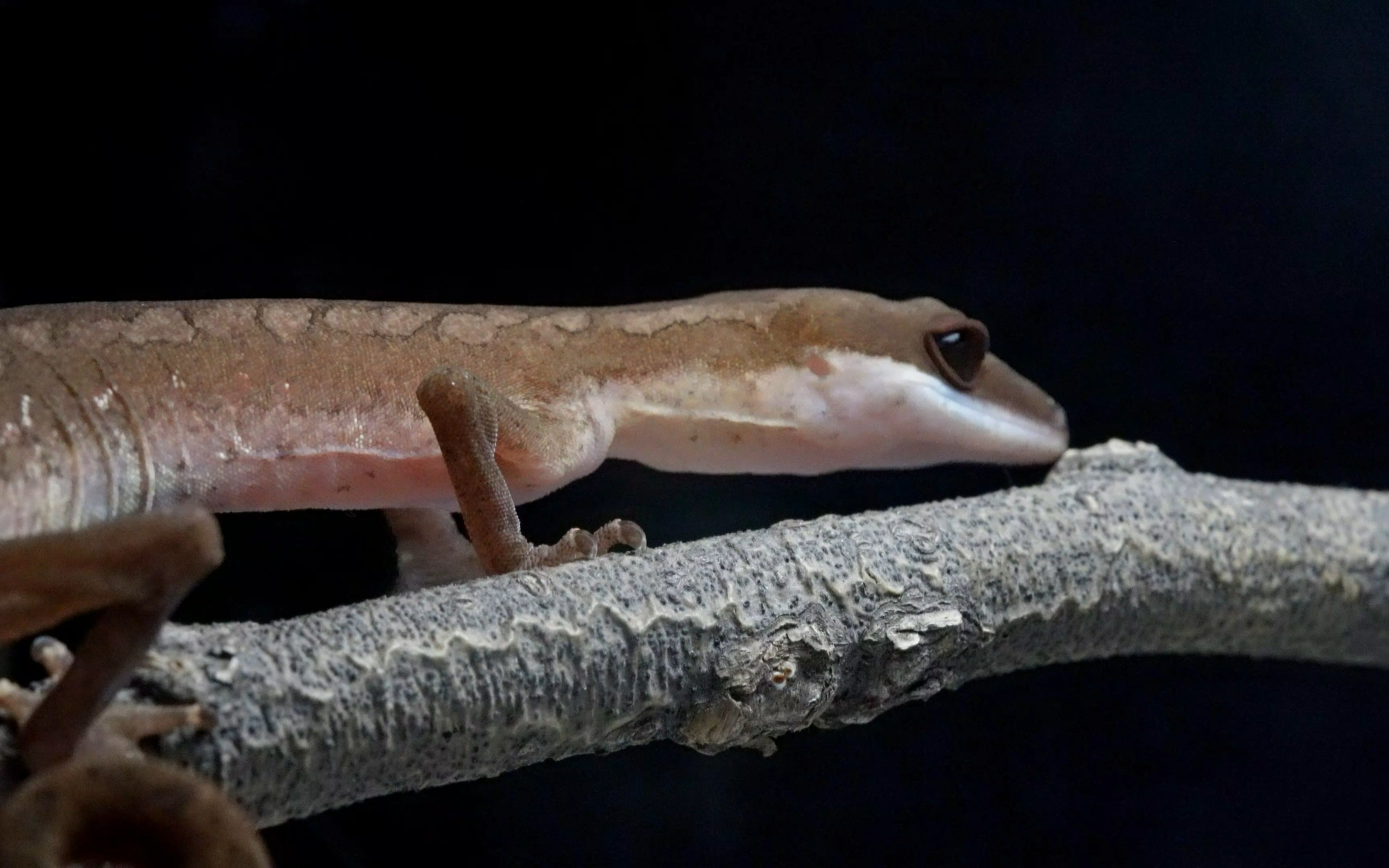 可可爱爱猫守宫