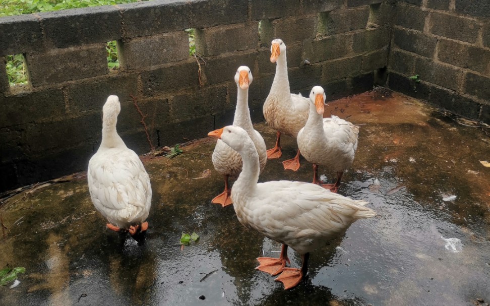 "村霸"大鹅养成play开始啦～_哔哩哔哩_bilibili