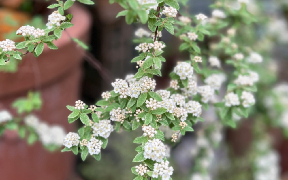 懒猫花园粉霜绣线菊及其他