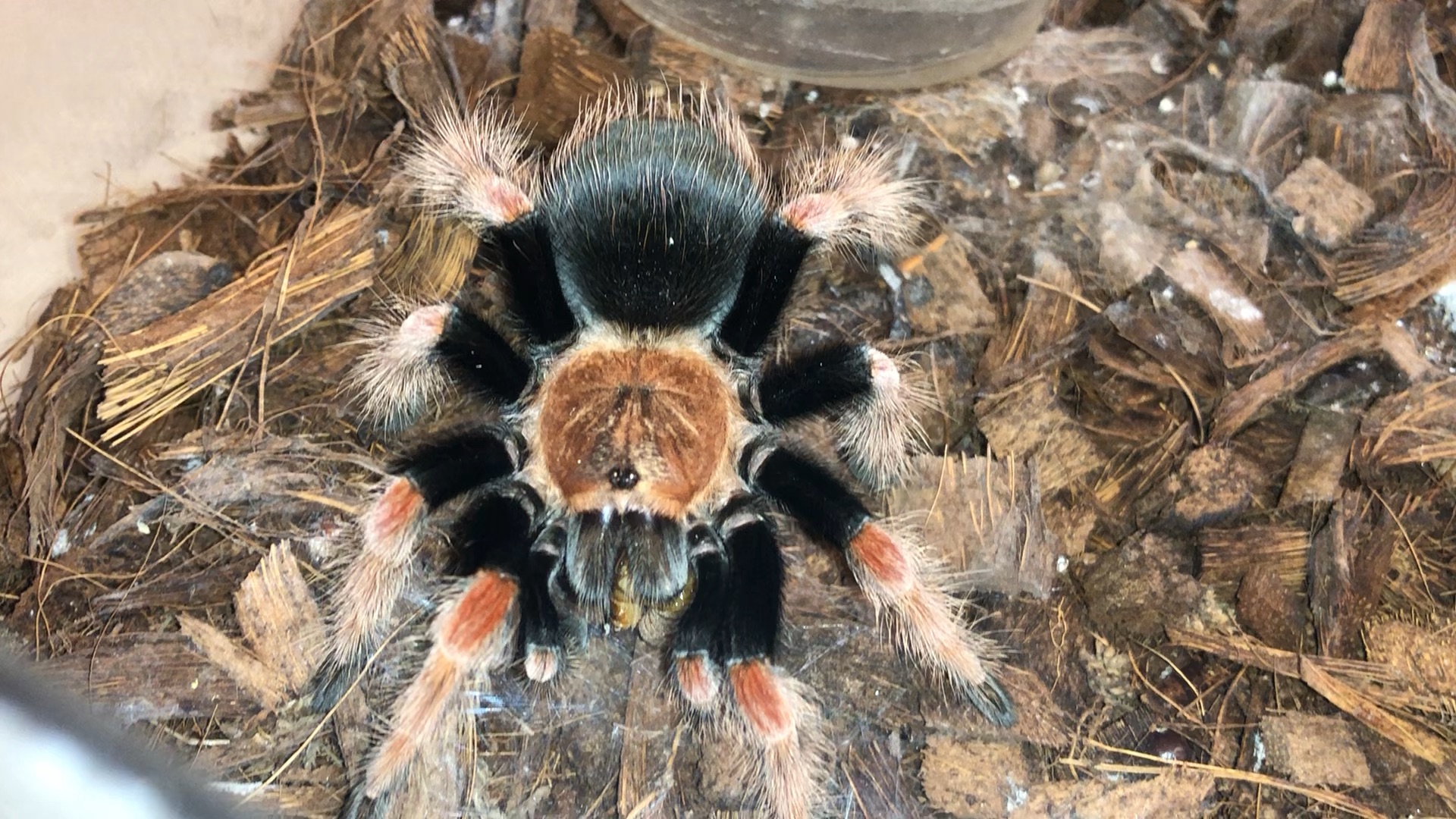 火脚蜘蛛-大麦虫的捕食者,从指甲大小养起,现在已是手掌大小