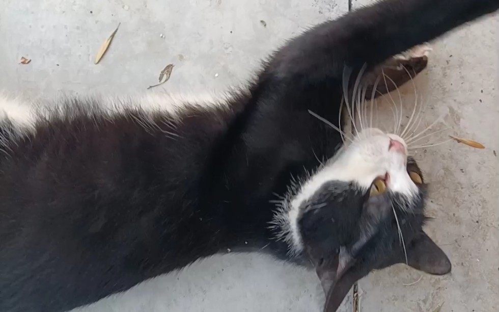 琥珀色眼睛的白手套奶牛猫!