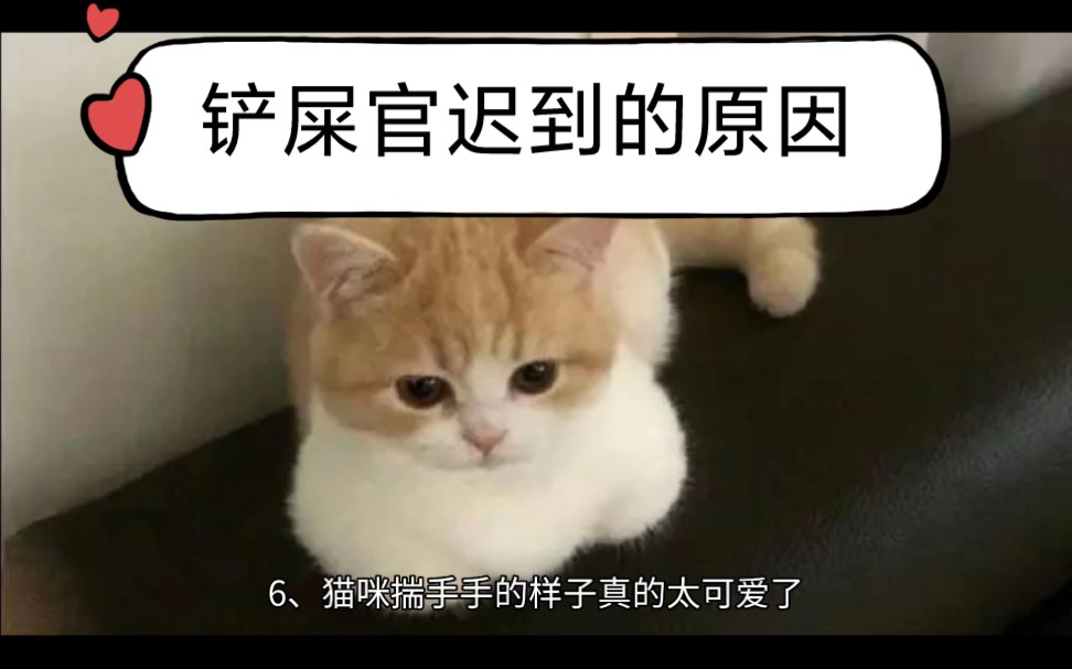 一组温暖可爱的猫咪图片,总有一张能治愈你的心哔哩哔哩bilibili