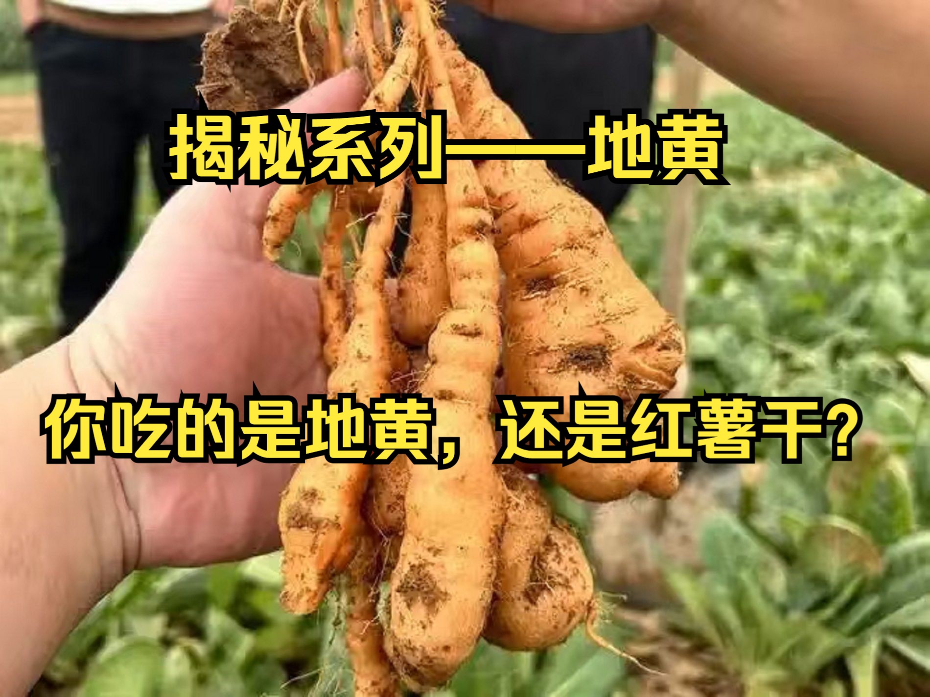 揭秘系列——地黄:鲜地黄,生地黄,熟地黄?你吃的是地黄还是红薯干?