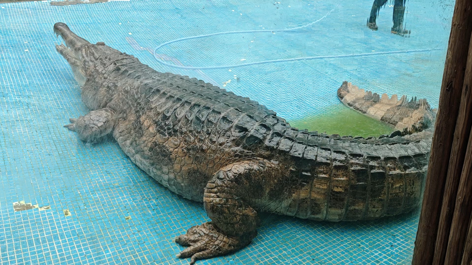 飞鸟乐园门口的迎宾鳄鱼,好大一条马来鳄!