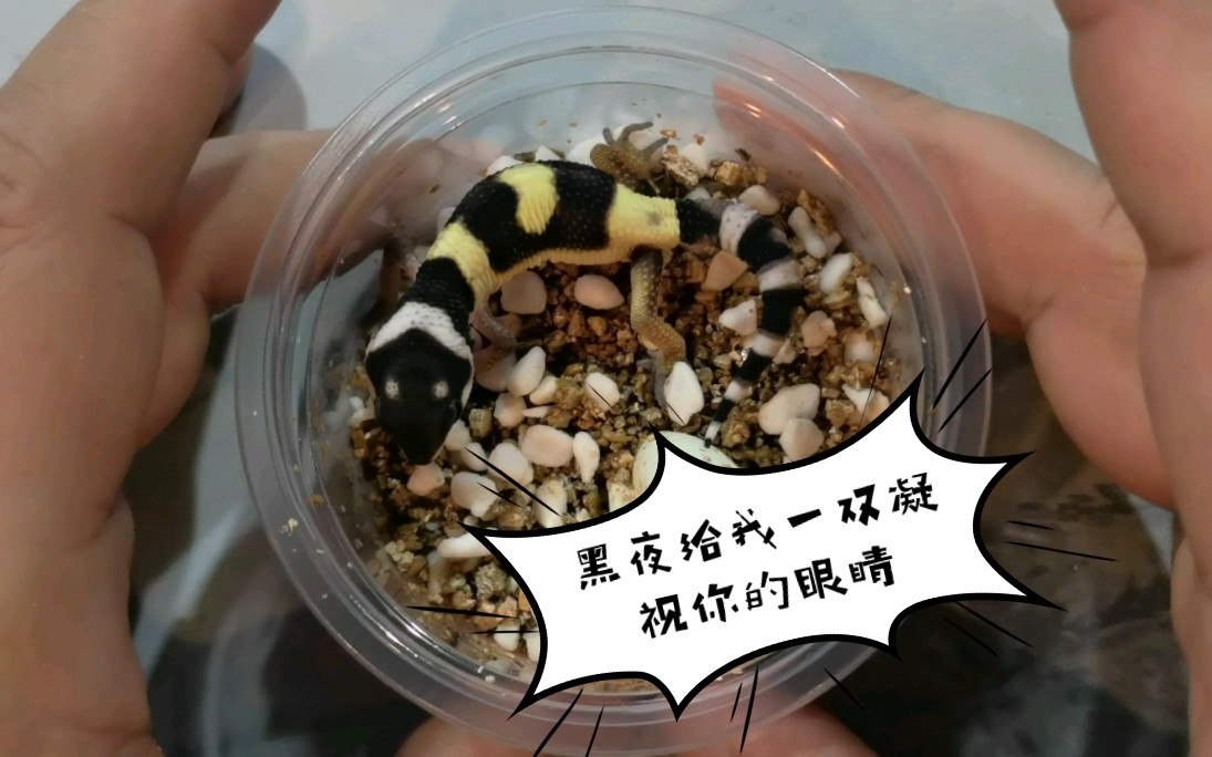 【豹纹守宫出壳系列】豹纹守宫黑夜柠檬,妹妹比姐姐要好看哦,柠檬霜