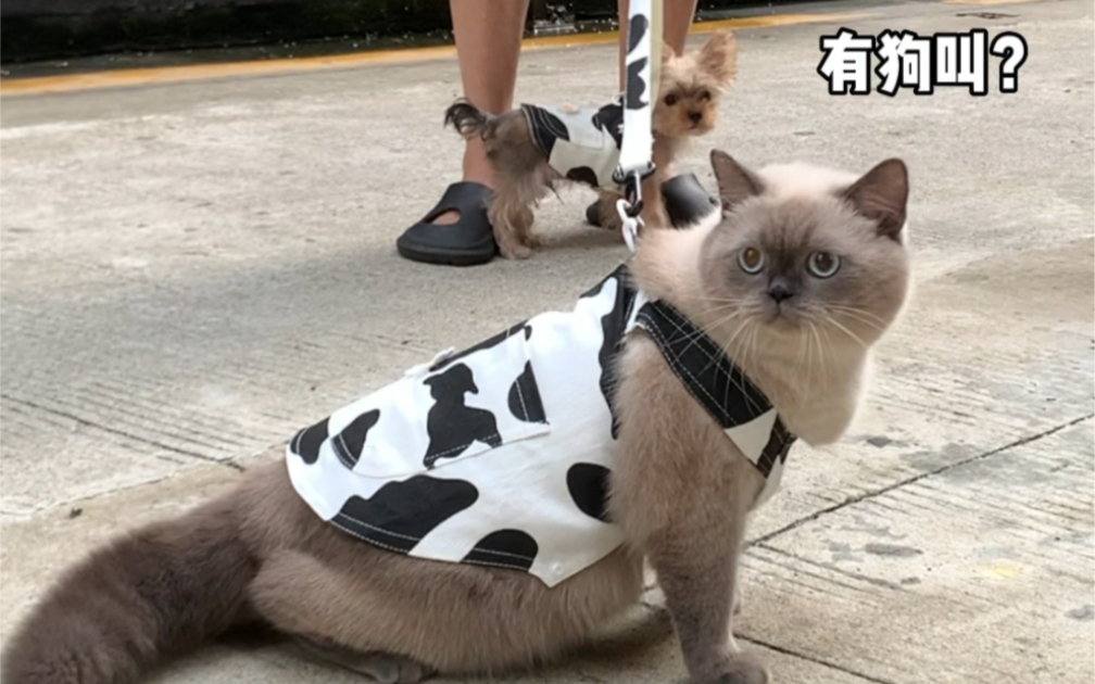 [图]猫狗双全的快乐！