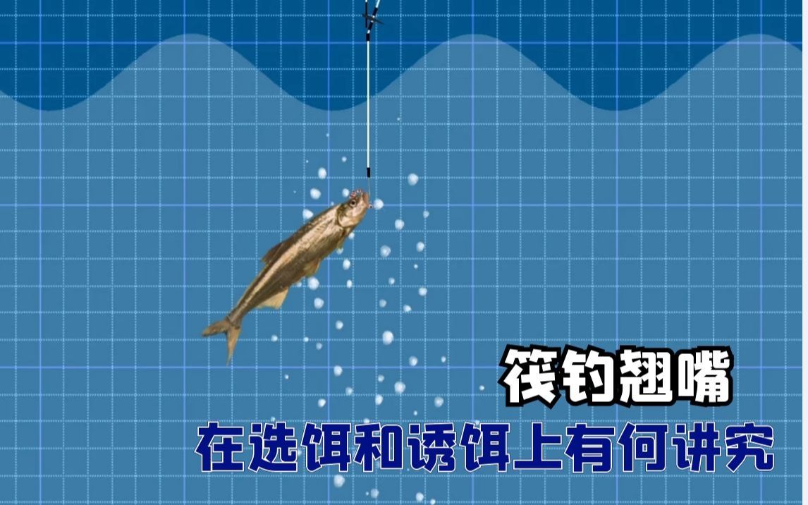 筏钓翘嘴在选饵和诱钓上有何讲究《垂钓学院》哔哩哔哩bilibili