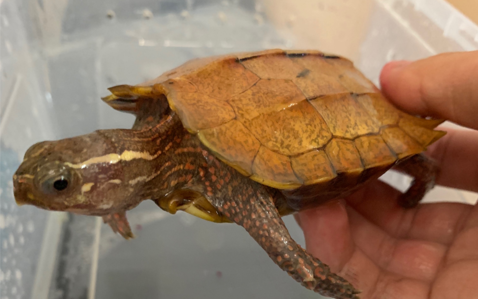 地龟(枫叶龟)geoemyda spengleri两年记录