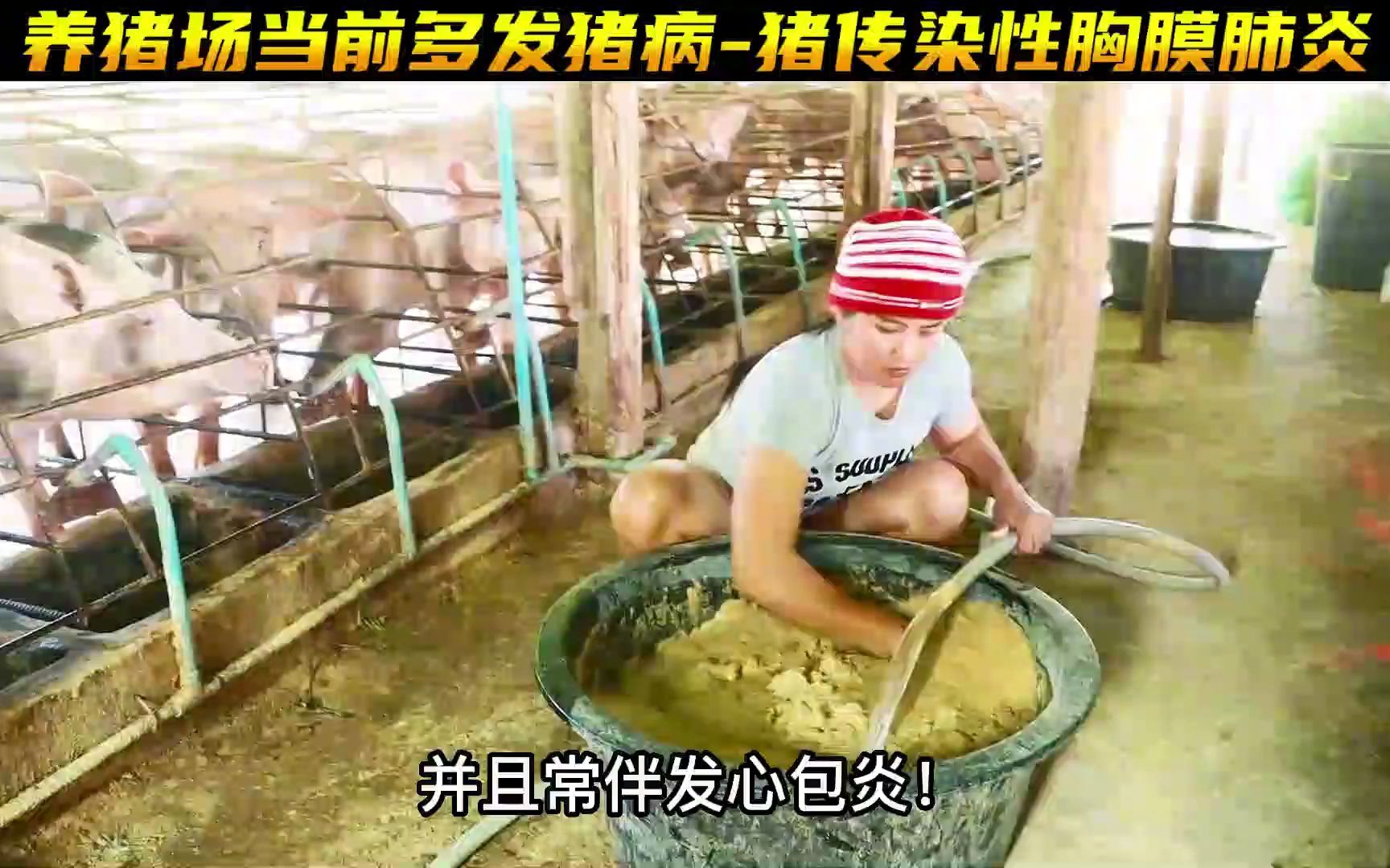 [图]秋季常见的呼吸道猪病#养猪人不容易